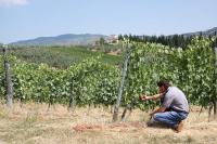  Renzo Masi - Fattoria di Basciano 